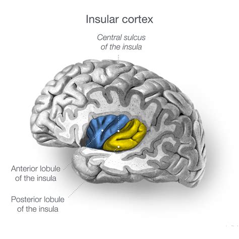 What is “Insular” .